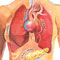 Body medical illustration