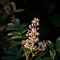 flower photograph